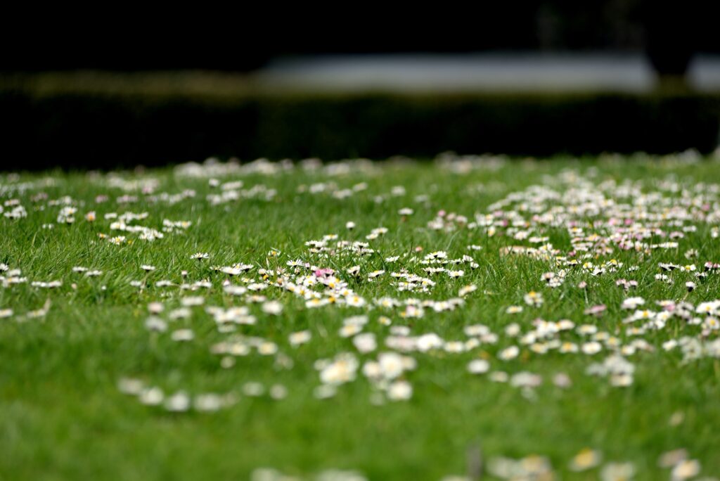 little flowers on grass